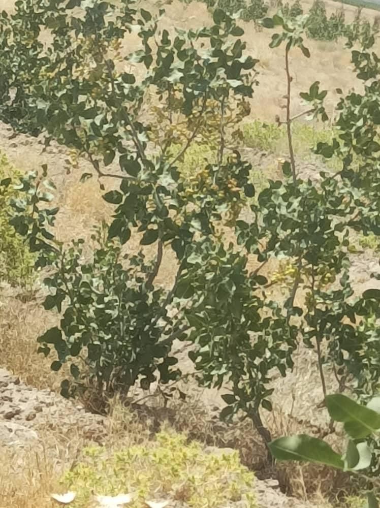 یک ونیم هکتار باغ پسته ۵ساله پیوند احمد اقایی|فروش زمین و ملک کلنگی|نی‌ریز, |دیوار