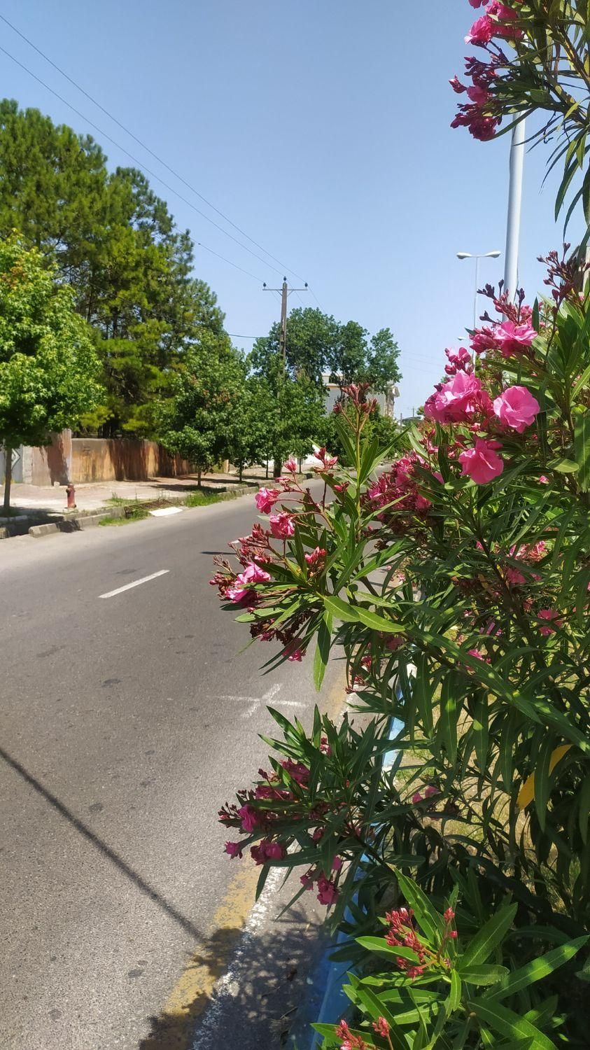 زمین ۵۰۰ متر سه نبش کاربری مسکونی خیابان پاسداران|فروش زمین و ملک کلنگی|بندر انزلی, پاسداران|دیوار