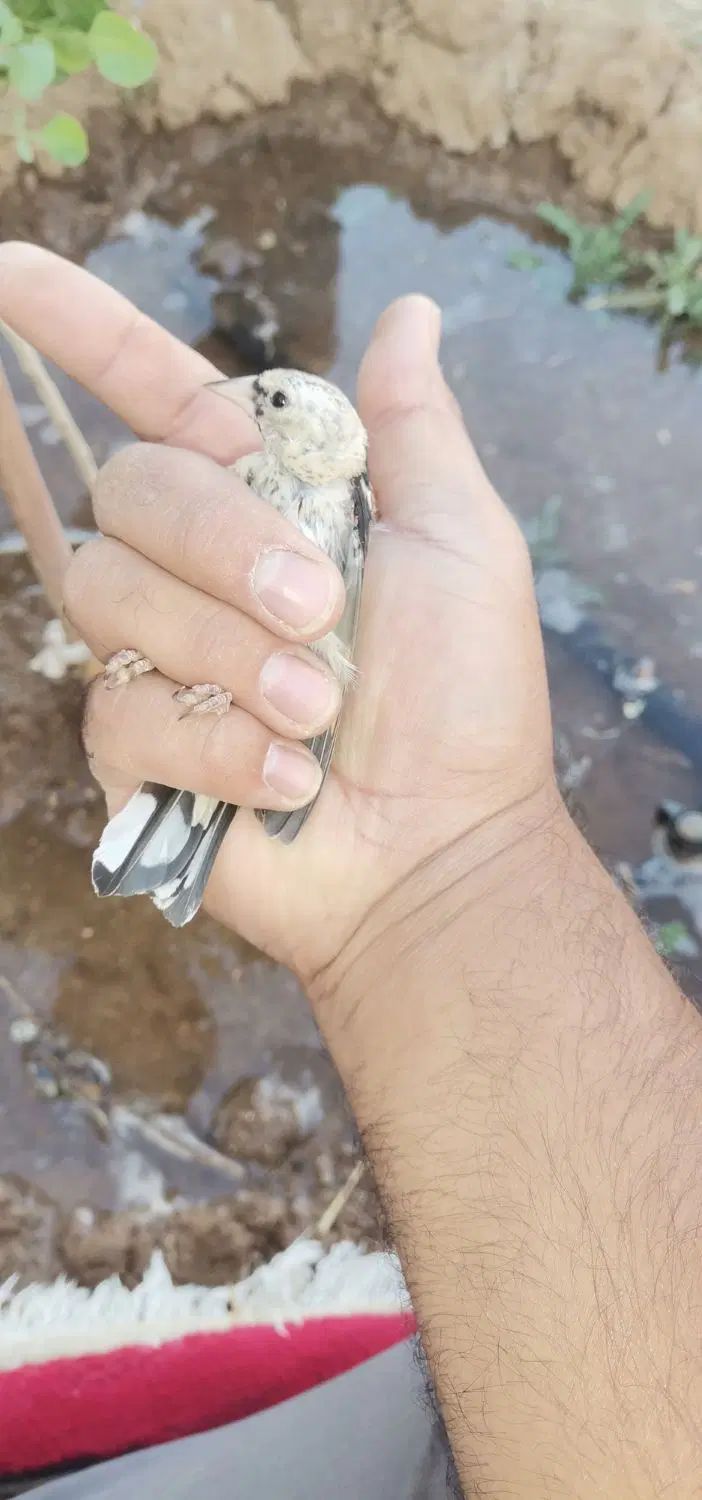جوجه سهره کوردستان|پرنده|تهران, آرارات|دیوار