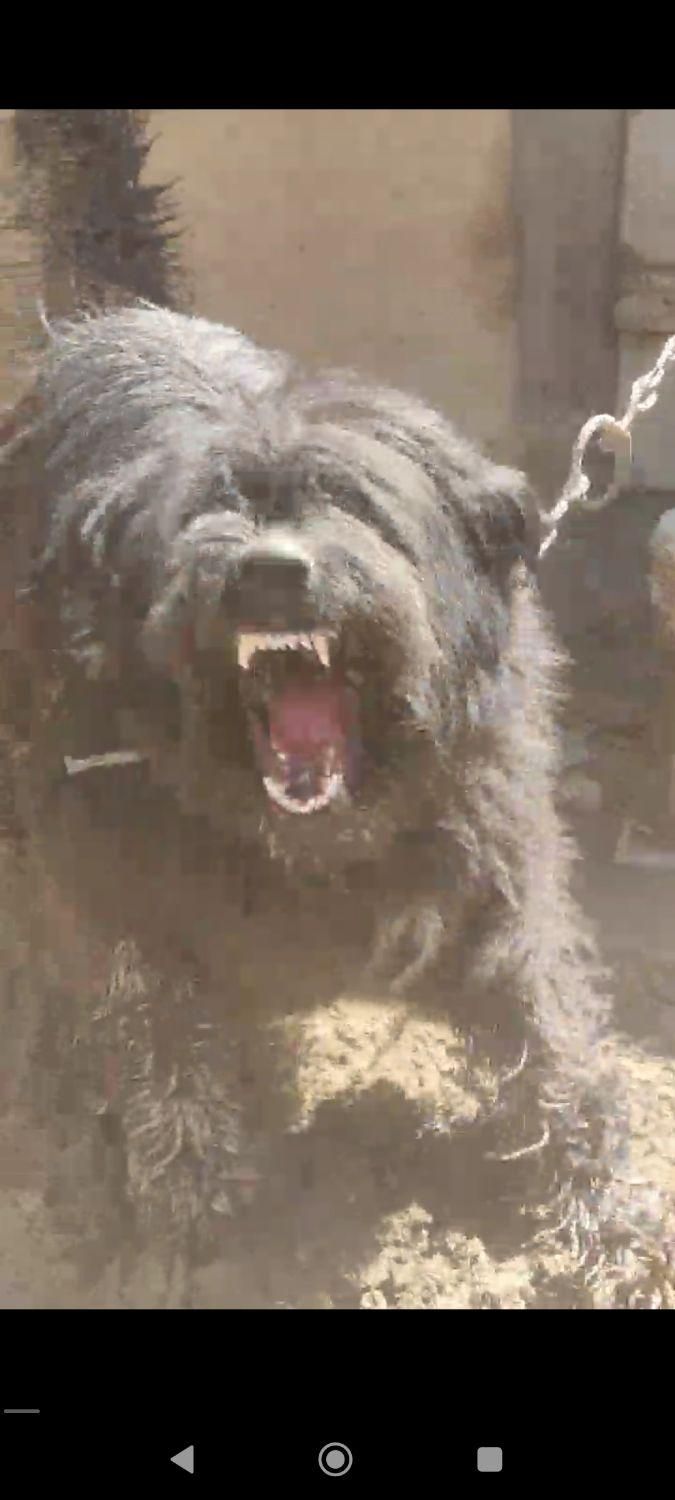 سگ ریشی|حیوانات|اصفهان, ملک‌شهر|دیوار