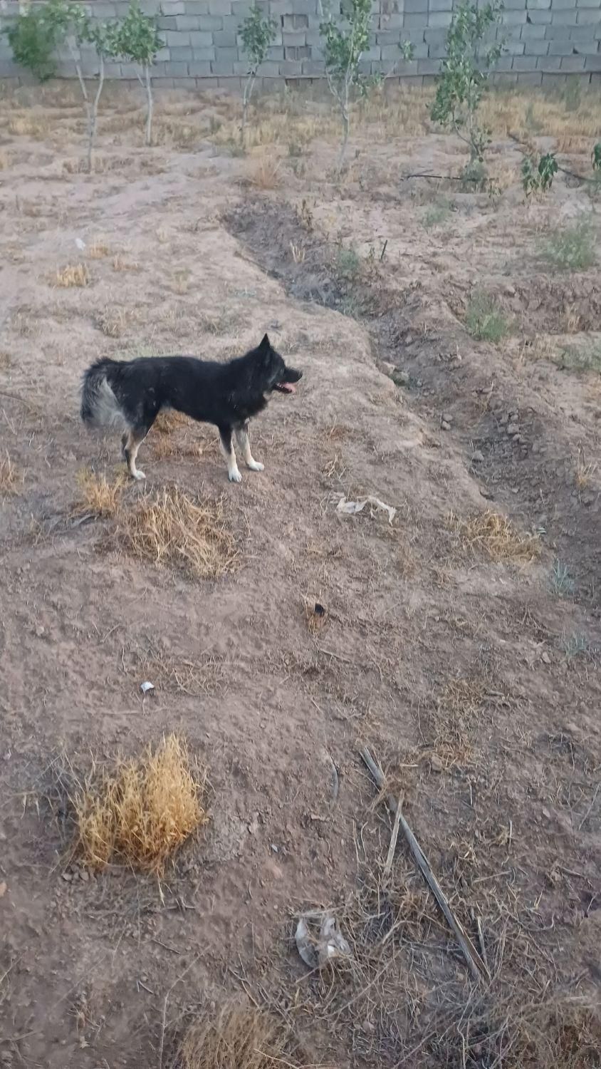 واگذاری سگ|سگ|رضویه, |دیوار