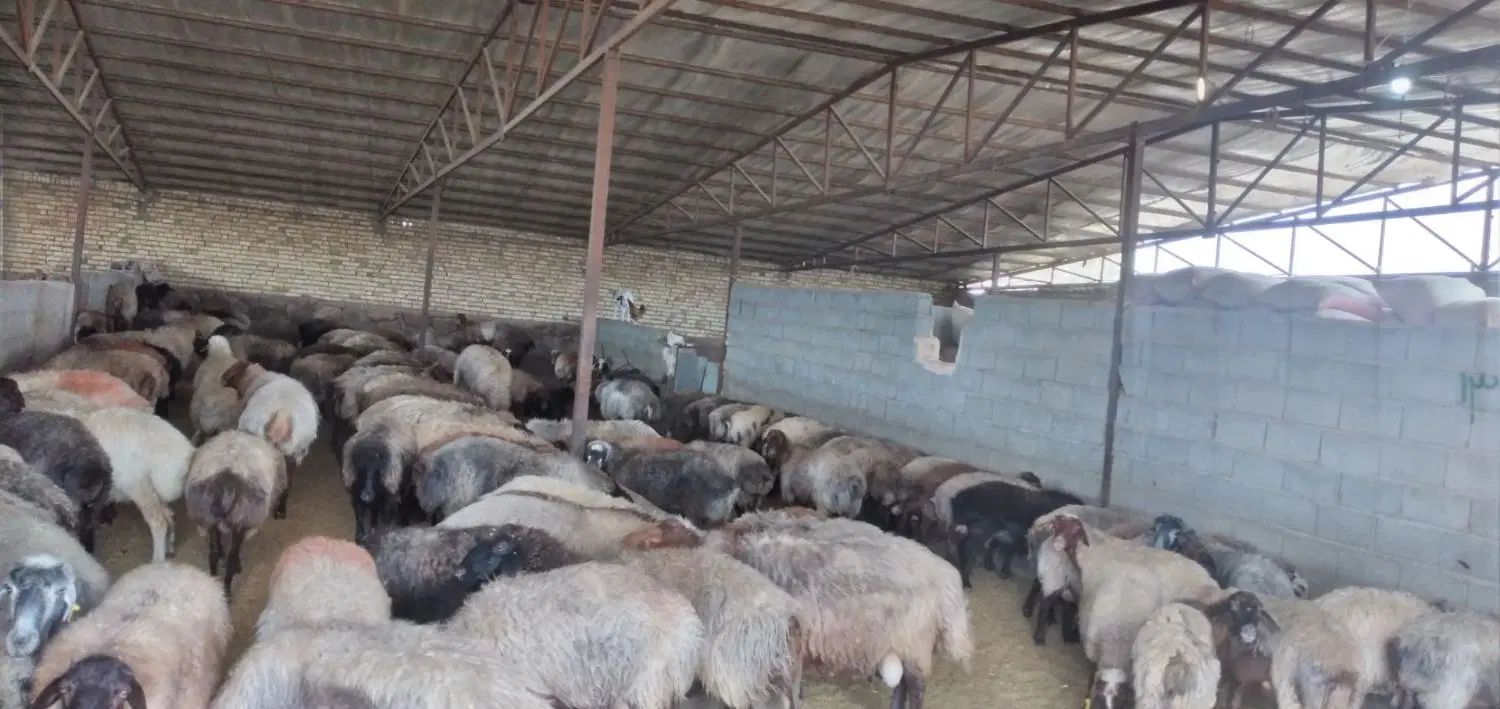 دمداری سه هزار متر ی با ۱۲۰۰متر سالن فول سند شش دا|فروش دفتر صنعتی، کشاورزی، تجاری|مشهد, درزآب|دیوار