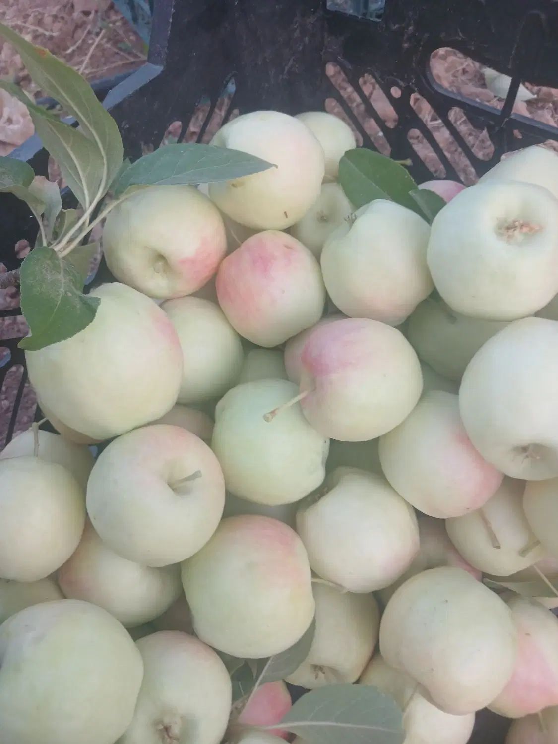 خریدار  سیب درختی شما.  روی درخت. در باغ هستم|خوردنی و آشامیدنی|بروجن, |دیوار