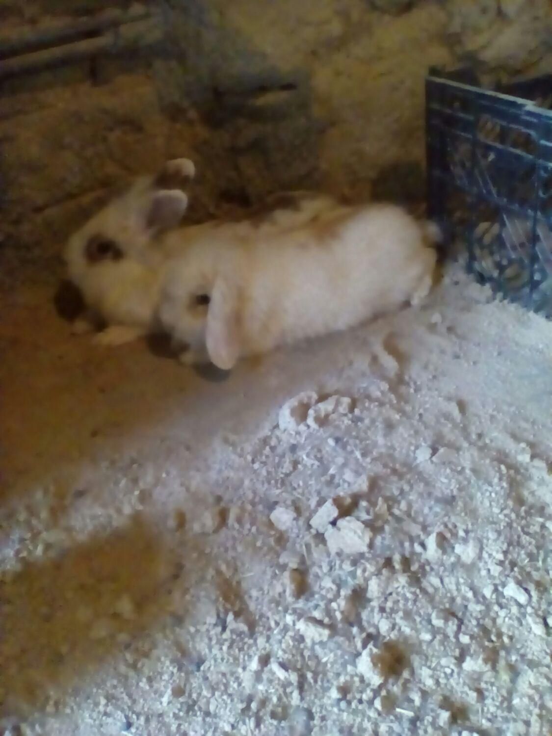 خرگوش و ماهی و کبوتر|موش و خرگوش|شهرکرد, |دیوار