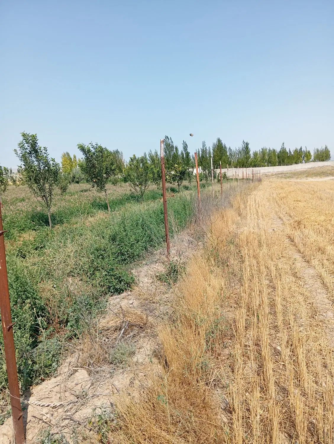 باسلام یک باب باغ در واقی روستای علی بلاغی|فروش زمین و ملک کلنگی|نمین, |دیوار