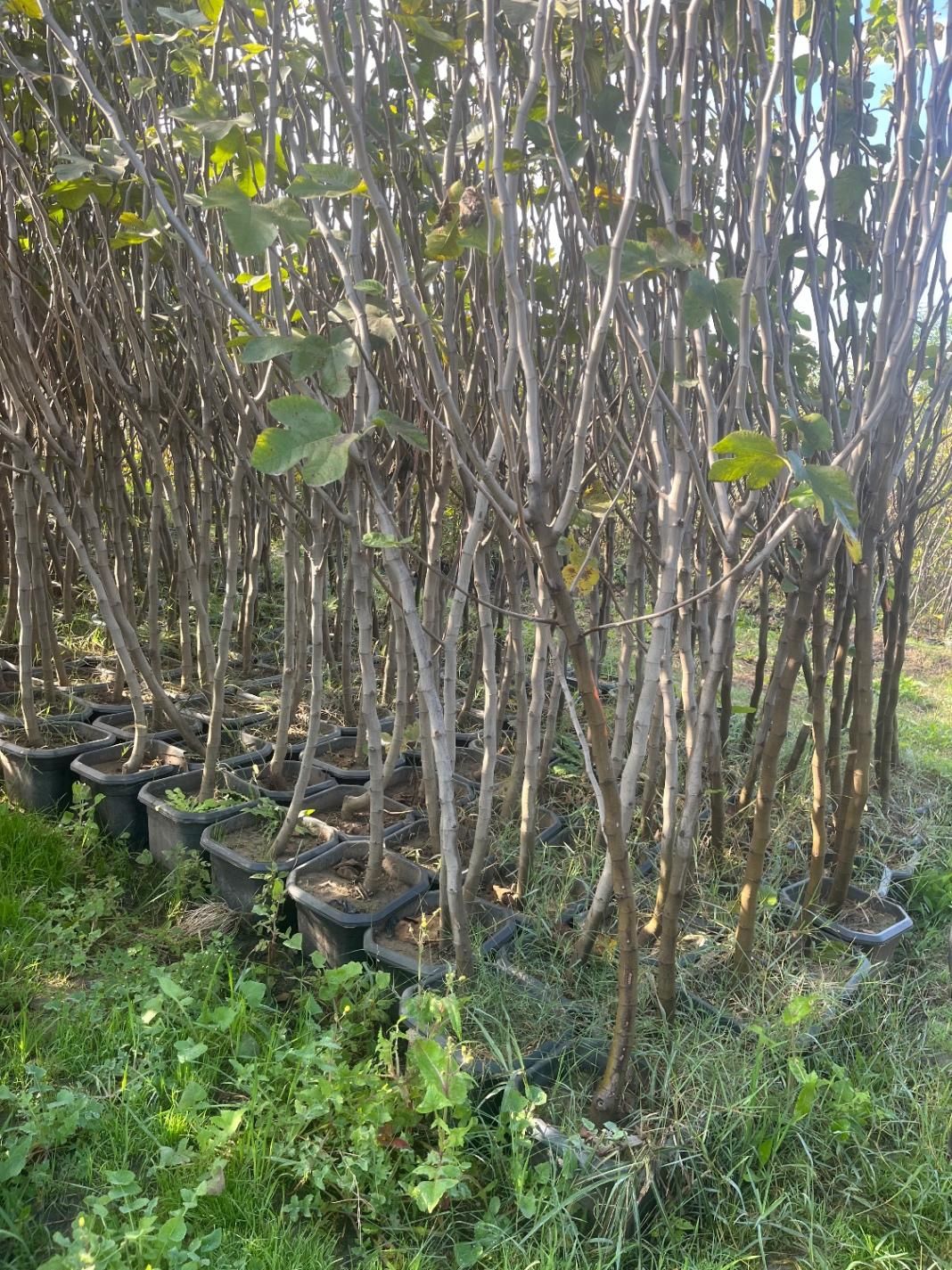 نهالستان دشت سبز|خدمات باغبانی و درختکاری|مشهد, امیریه|دیوار