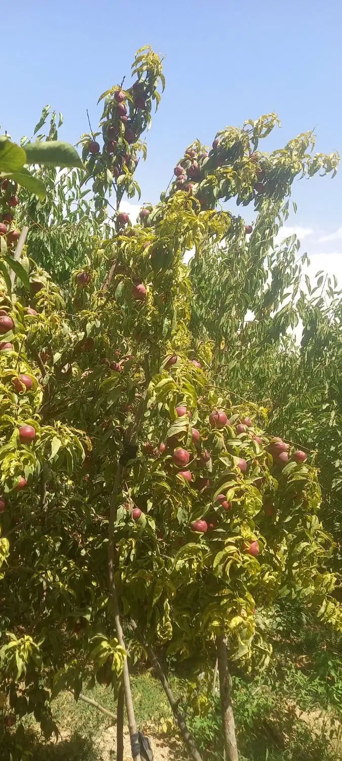 فروش باغچه بادرختان ۸ساله مستمر بابهترین موقعیت|فروش خانه و ویلا|هشتگرد, فشند|دیوار