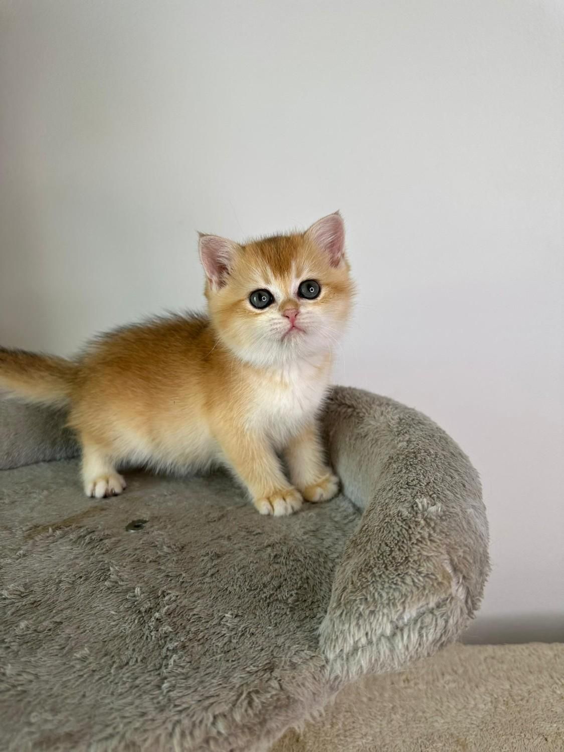 مجموعه گربه های زیبا و پرورش خانگی و آرام|گربه|شیراز, ابیوردی|دیوار