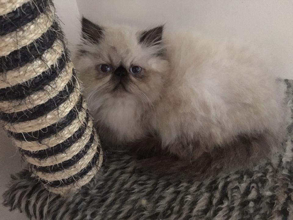 گربه پرشین کوچولو ابریشمی|گربه|تهران, الهیه|دیوار