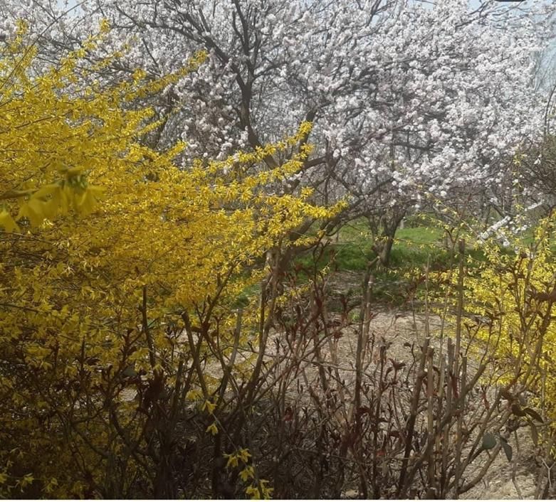 فروش زمین باغی در فرخ اباد زیبا دشت|فروش زمین و ملک کلنگی|محمدشهر, زیبادشت|دیوار