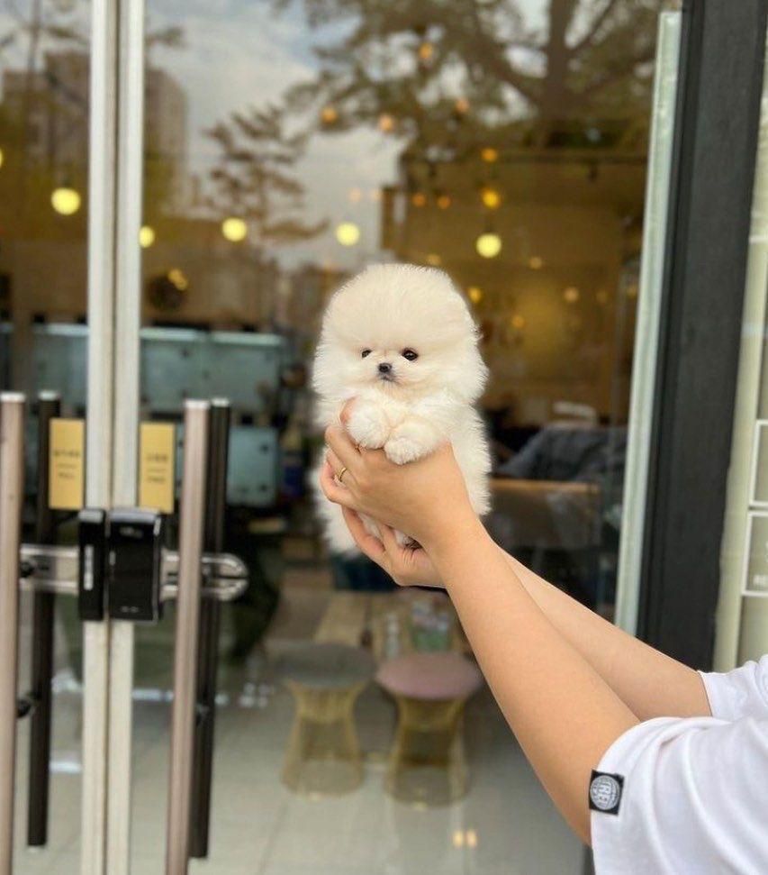 توله پومر خرسی پامر سفید اصیل|سگ|تهران, وردآورد|دیوار