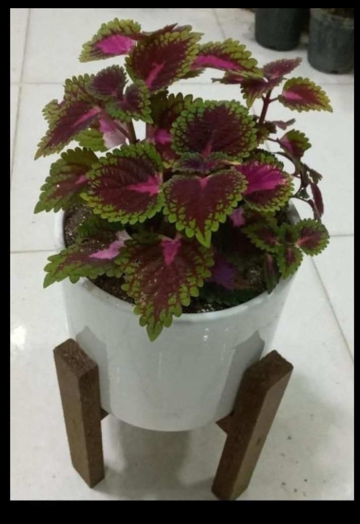 حسن یوسف جدید رسید|گل و گیاه طبیعی|بیرجند, |دیوار