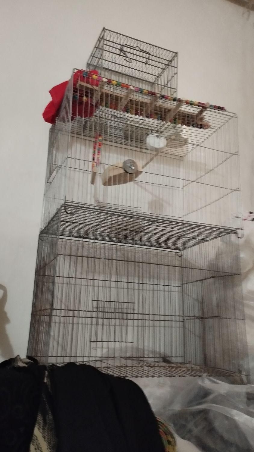 قفس|لوازم جانبی حیوانات|ساوه, |دیوار