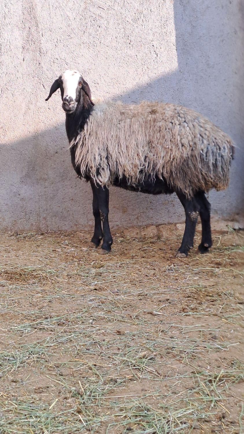 شیشک قوچ خورده میش جوان ابستن سنگین|حیوانات مزرعه|رفسنجان, |دیوار