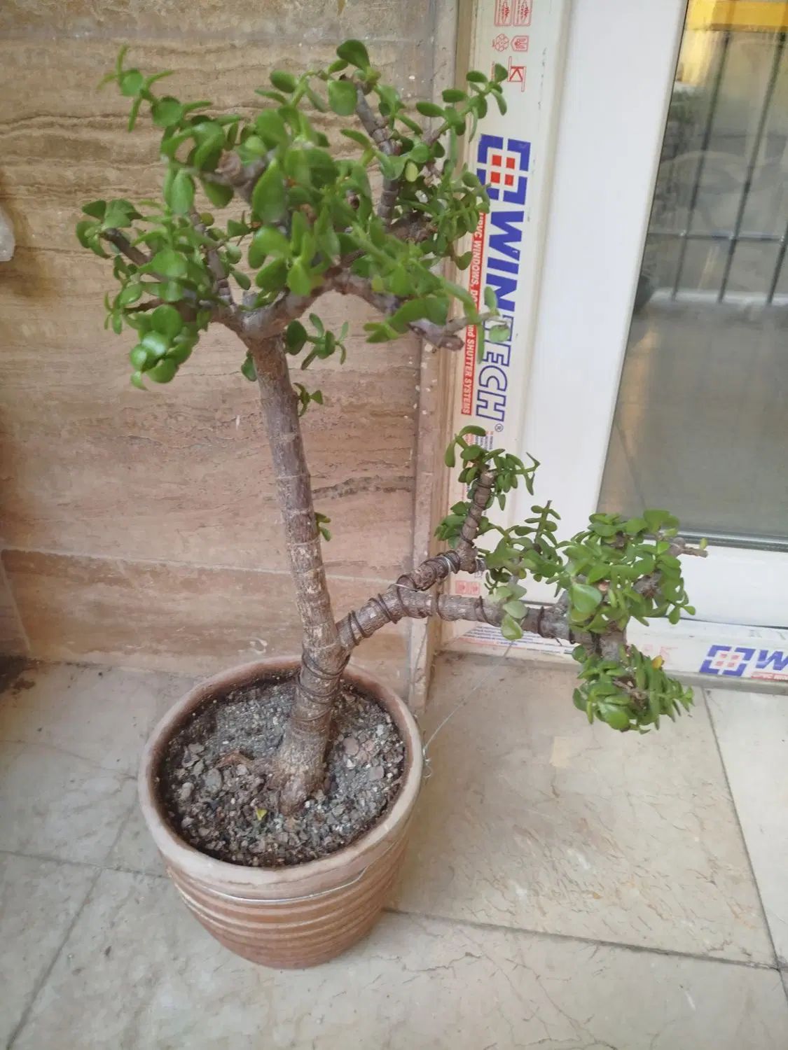 بنسای خرفه|گل و گیاه طبیعی|تهران, نیلوفر|دیوار