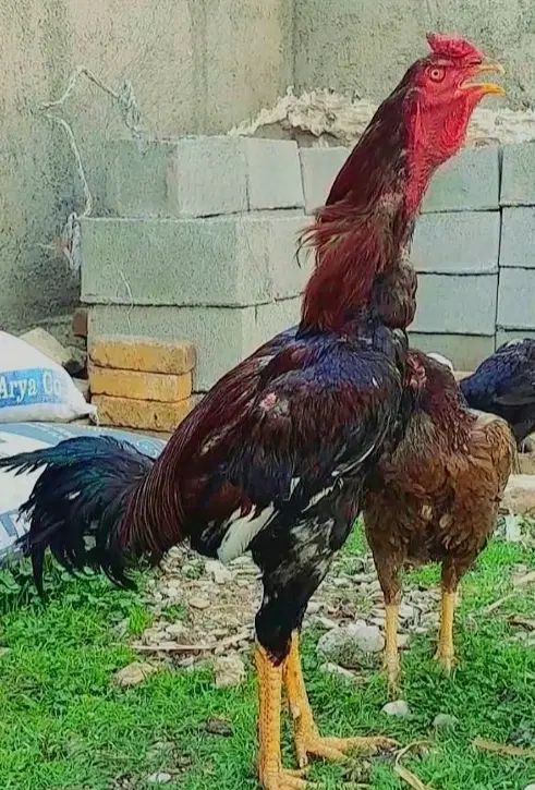لاری|حیوانات مزرعه|تهران, تهرانسر مرکزی|دیوار