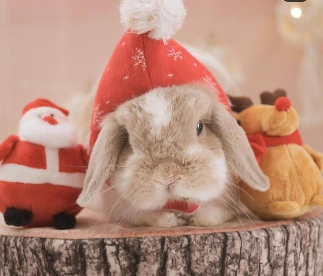 خرگوش|موش و خرگوش|اصفهان, شهرک کاوه|دیوار