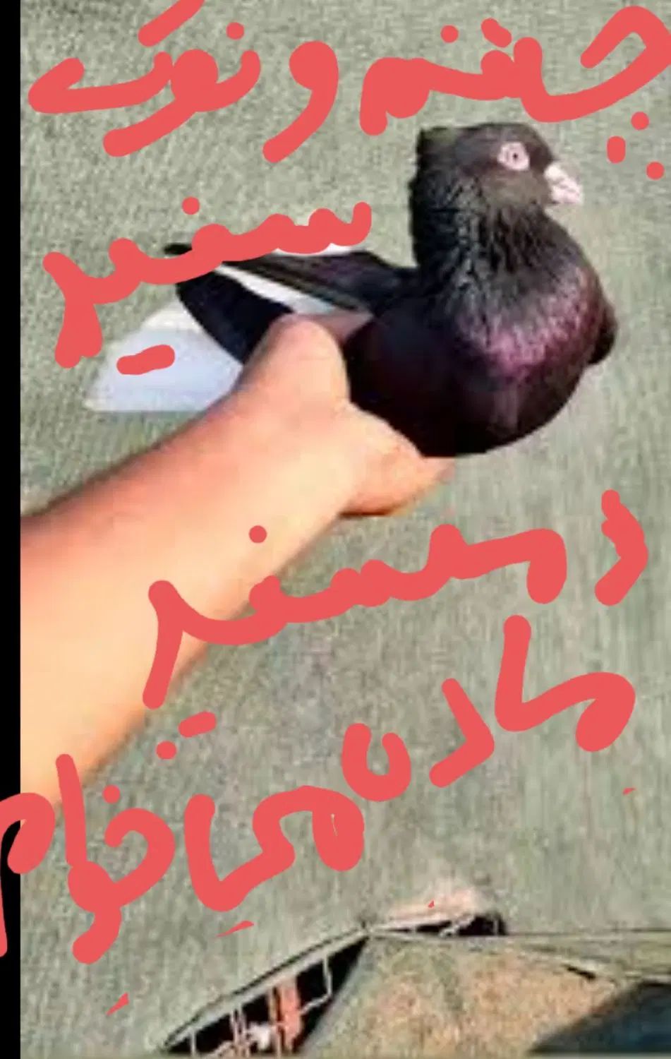 زاغ دمسفید ماده چشم و نوک سفید ۱۶ یا ۱۴پر دم|پرنده|سبزوار, شهرک ابوذر|دیوار