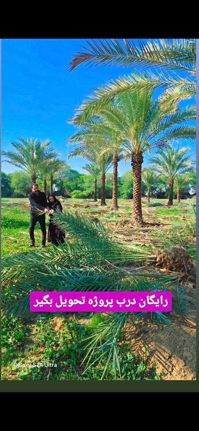 شب عید نزدیکه پالم بهشتی|خدمات باغبانی و درختکاری|ابریشم, |دیوار