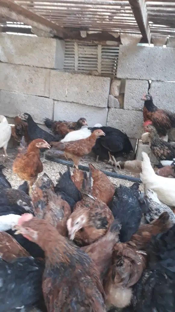 مرغ و خروس ۳. ۴ ماهه کاملا ارگانیک و غیرهرمونی|حیوانات مزرعه|پلدختر, |دیوار