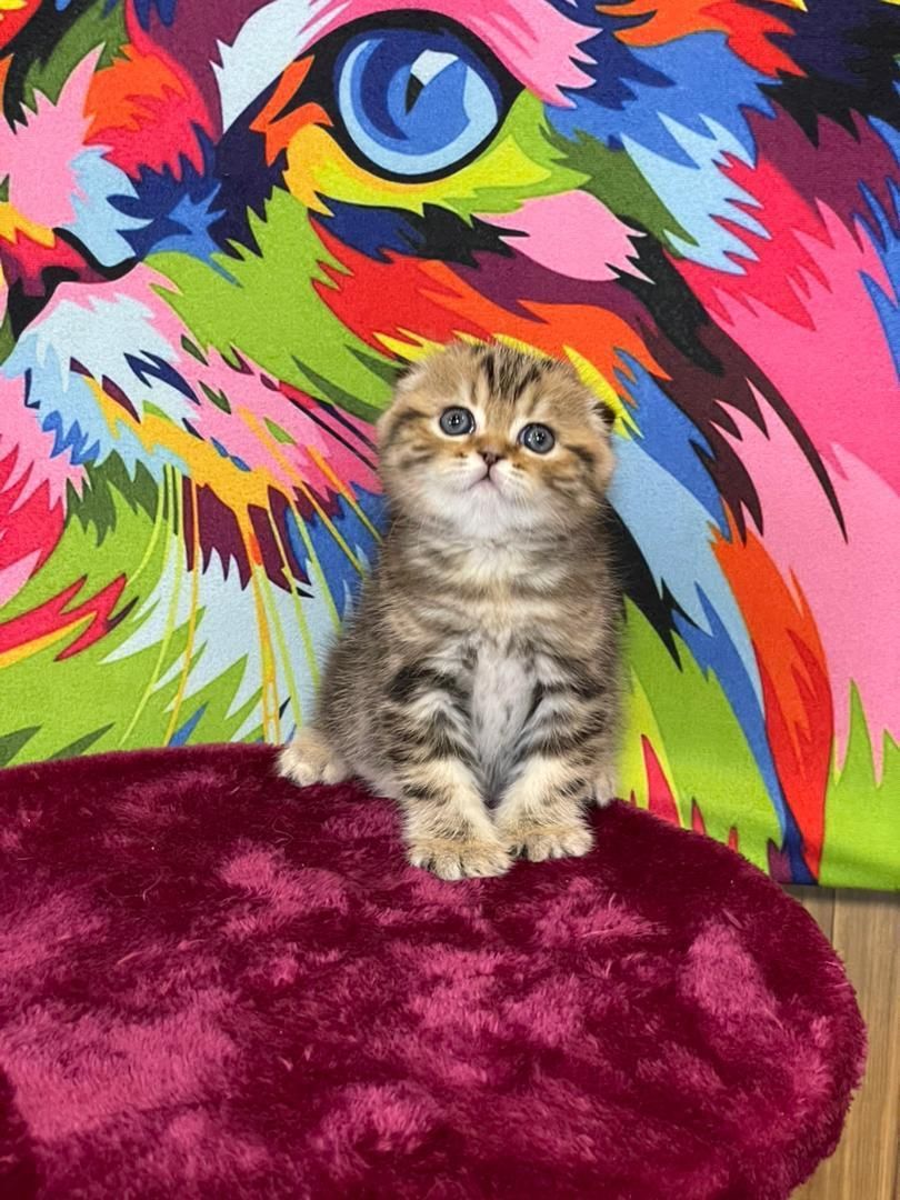 بچه گربه ی انیمیشنی|گربه|اهواز, زرگان|دیوار