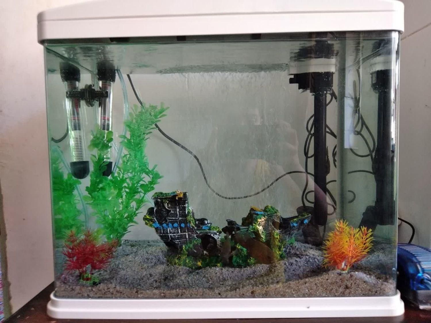 آکواریوم|ماهی|شهرضا, |دیوار