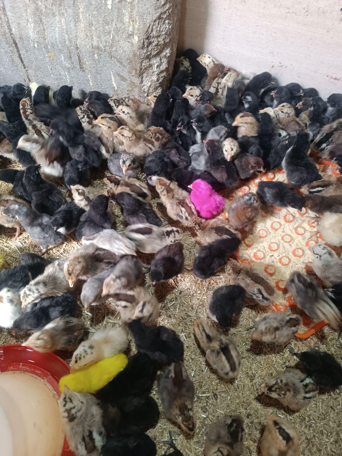 جوجه مرغ محلی اصل کرچ شو به تضمین|حیوانات مزرعه|رفسنجان, |دیوار