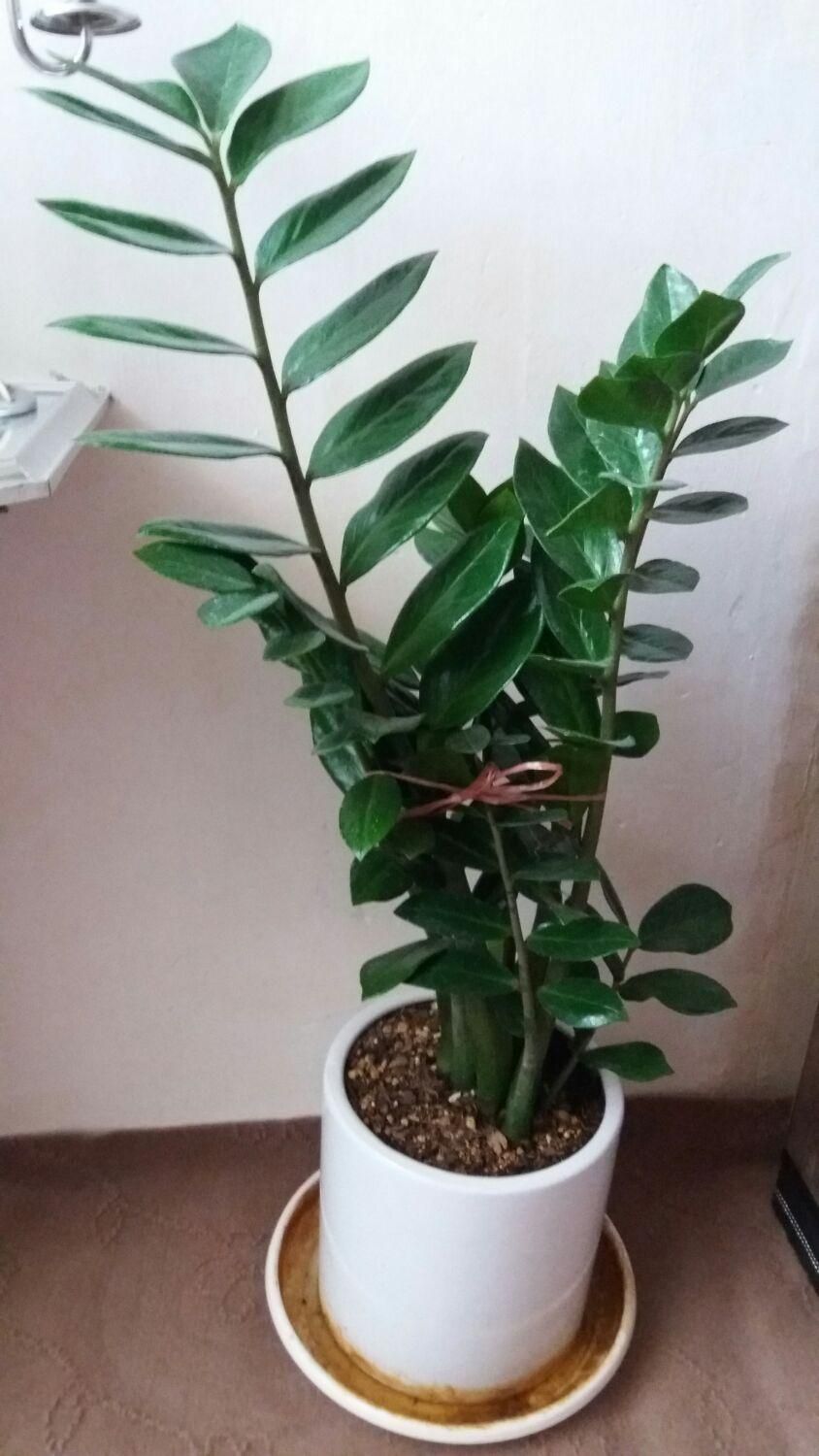 گلهای طبیعی|گل و گیاه طبیعی|هشتگرد, هشتگرد قدیم|دیوار