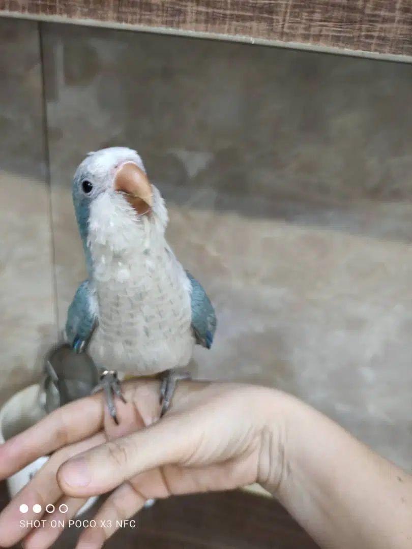 طوطی راهب کواکر|پرنده|اصفهان, شهرک کاوه|دیوار