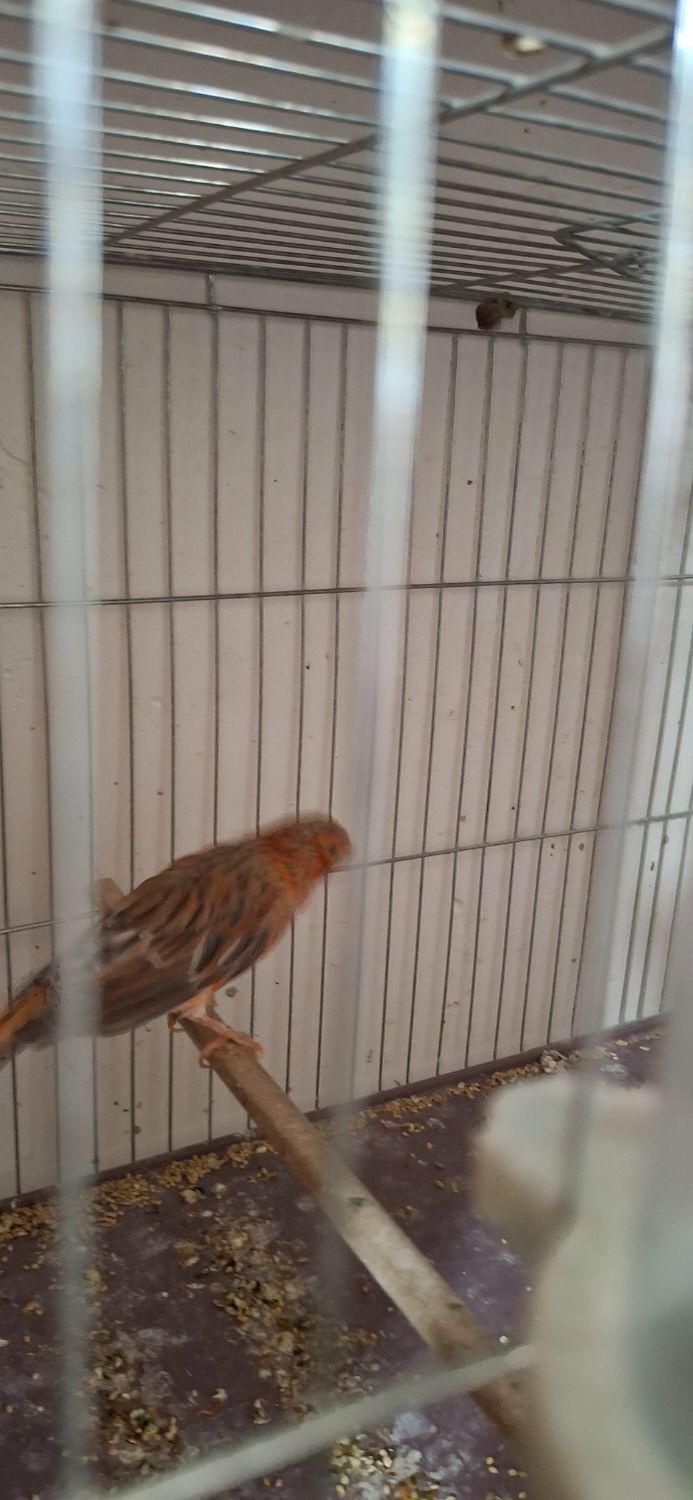 جوجه قناری ریزه خون رنگی|پرنده|قرچک, فردیس|دیوار