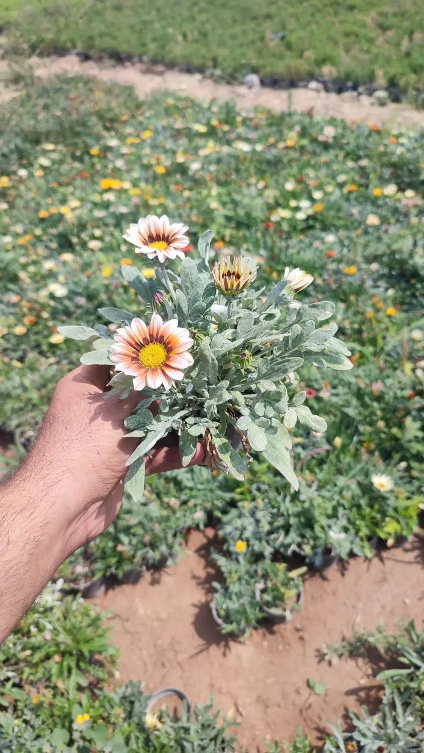 همکار آقا برای کار در نمایشگاه و گلخانه گل و گیاه|استخدام خدمات فروشگاه و رستوران|چهارباغ, |دیوار