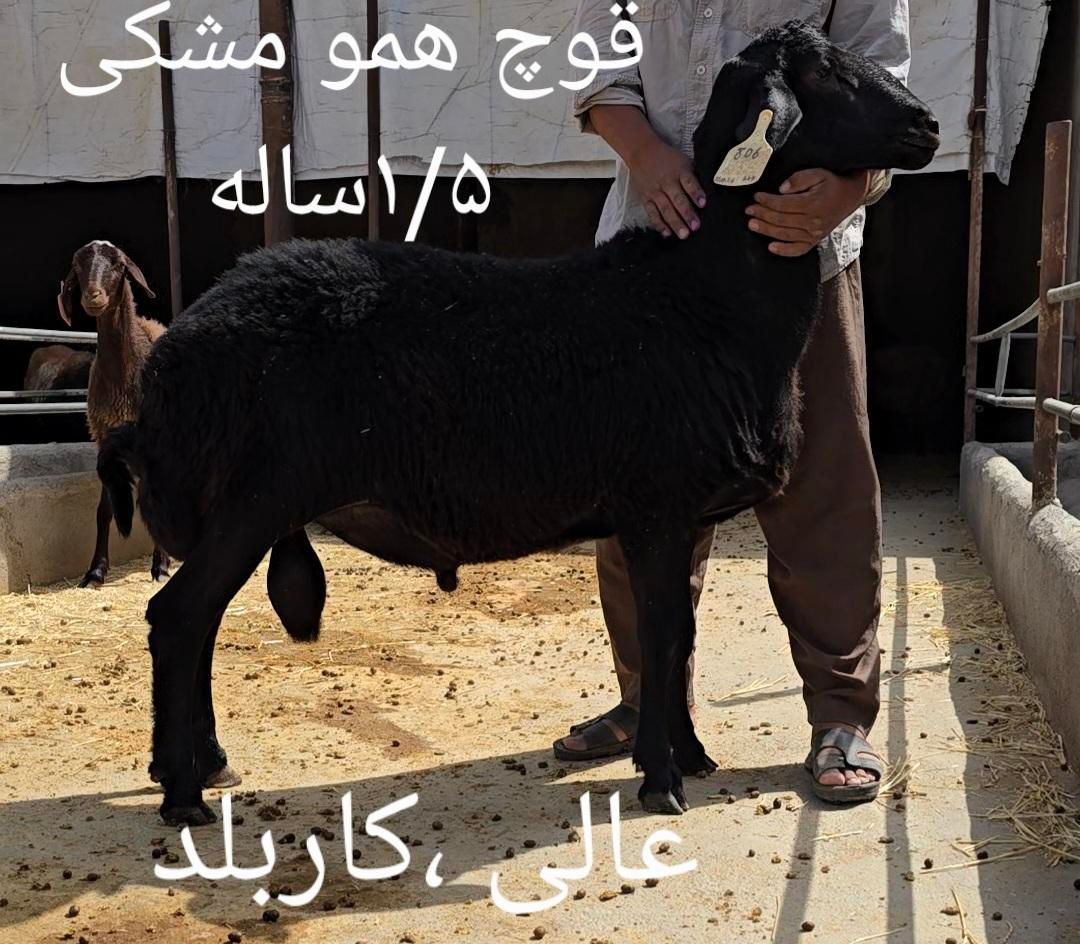 قوچ و بره قوچ همو زیگوت و هترو با برگه آزمایش|حیوانات مزرعه|تهران, بلوار کشاورز|دیوار