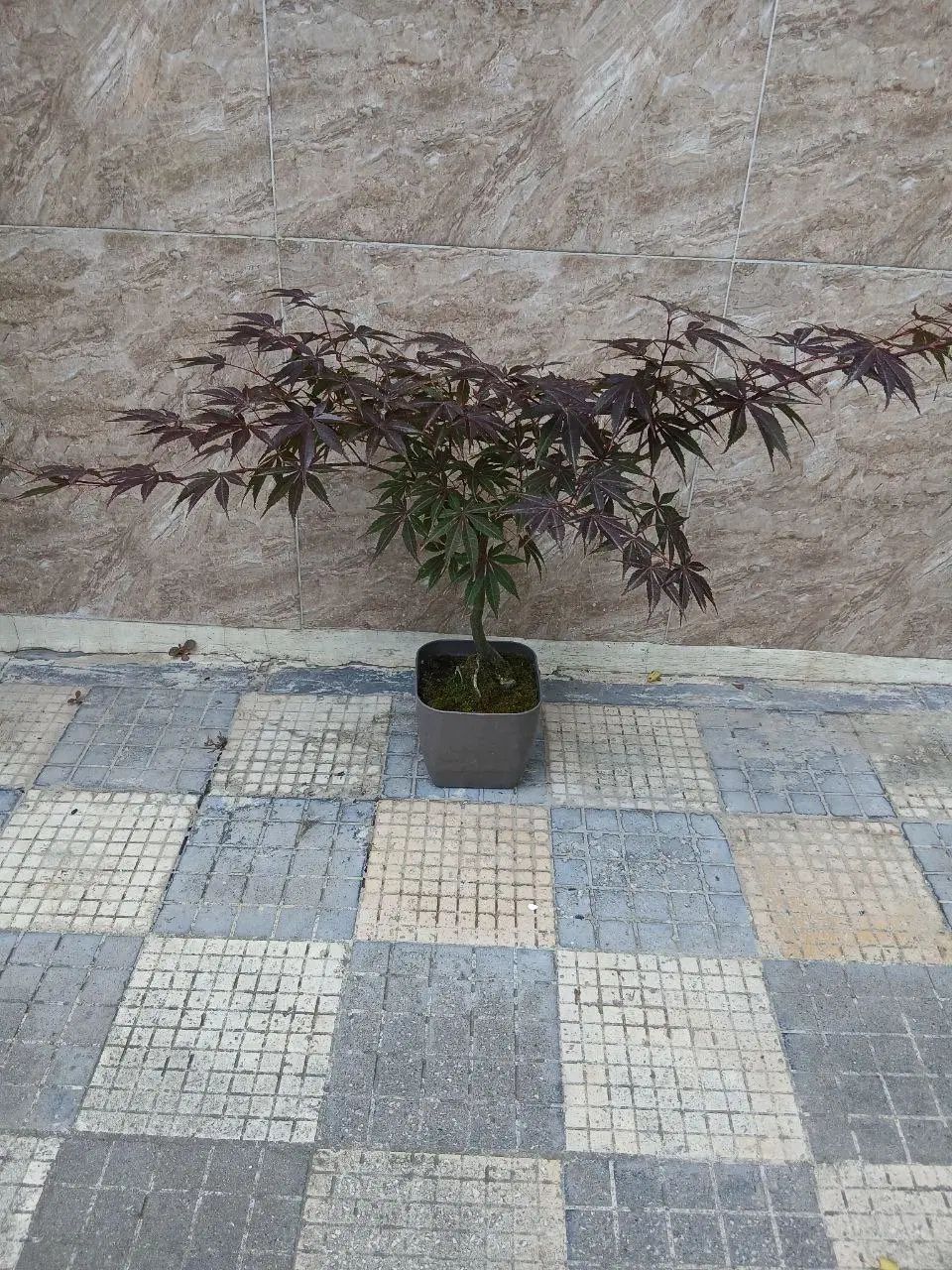بونسای خاص|گل و گیاه طبیعی|تهران, مرزداران|دیوار