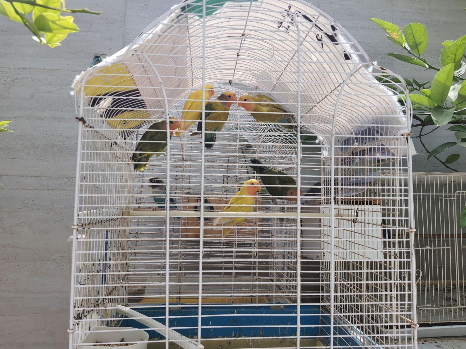 پرنده طوطی کوتوله برزیلی سیراف|پرنده|بندر کنگان, |دیوار