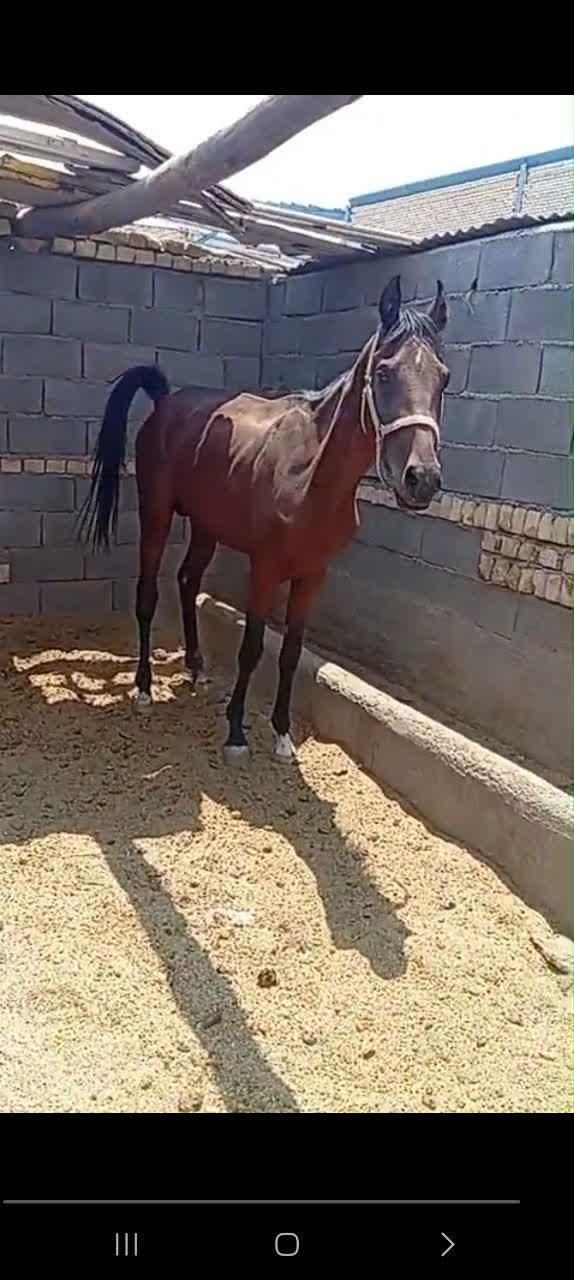 خریداسب پالونی وفروش|اسب و تجهیزات اسب‌سواری|اصفهان, جنیران (لادان)|دیوار