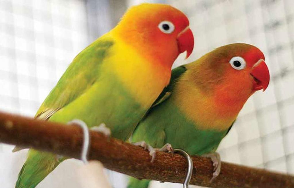طوطی کوتوله|پرنده|یزد, |دیوار