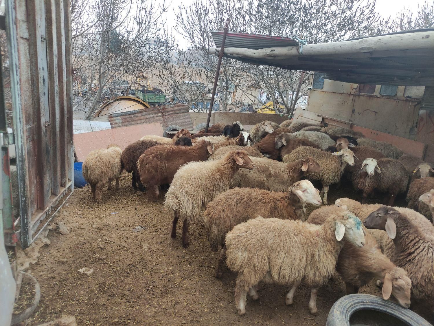 گوسفند     زنده     شبانه روزی     اسلام شهر|حیوانات مزرعه|اسلامشهر, شهرک سالور|دیوار