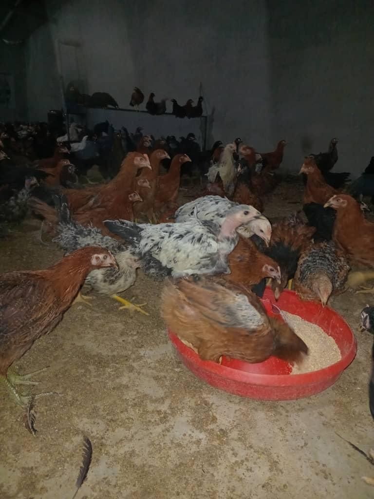 نیمچه مرغ و خروس|حیوانات مزرعه|سیرجان, |دیوار