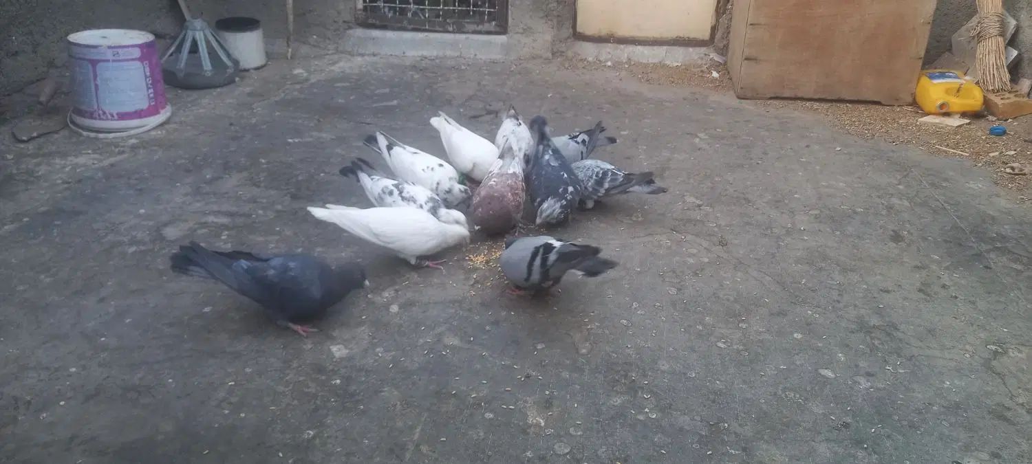 کفتر مشهد|پرنده|مشهد, شهید معقول|دیوار