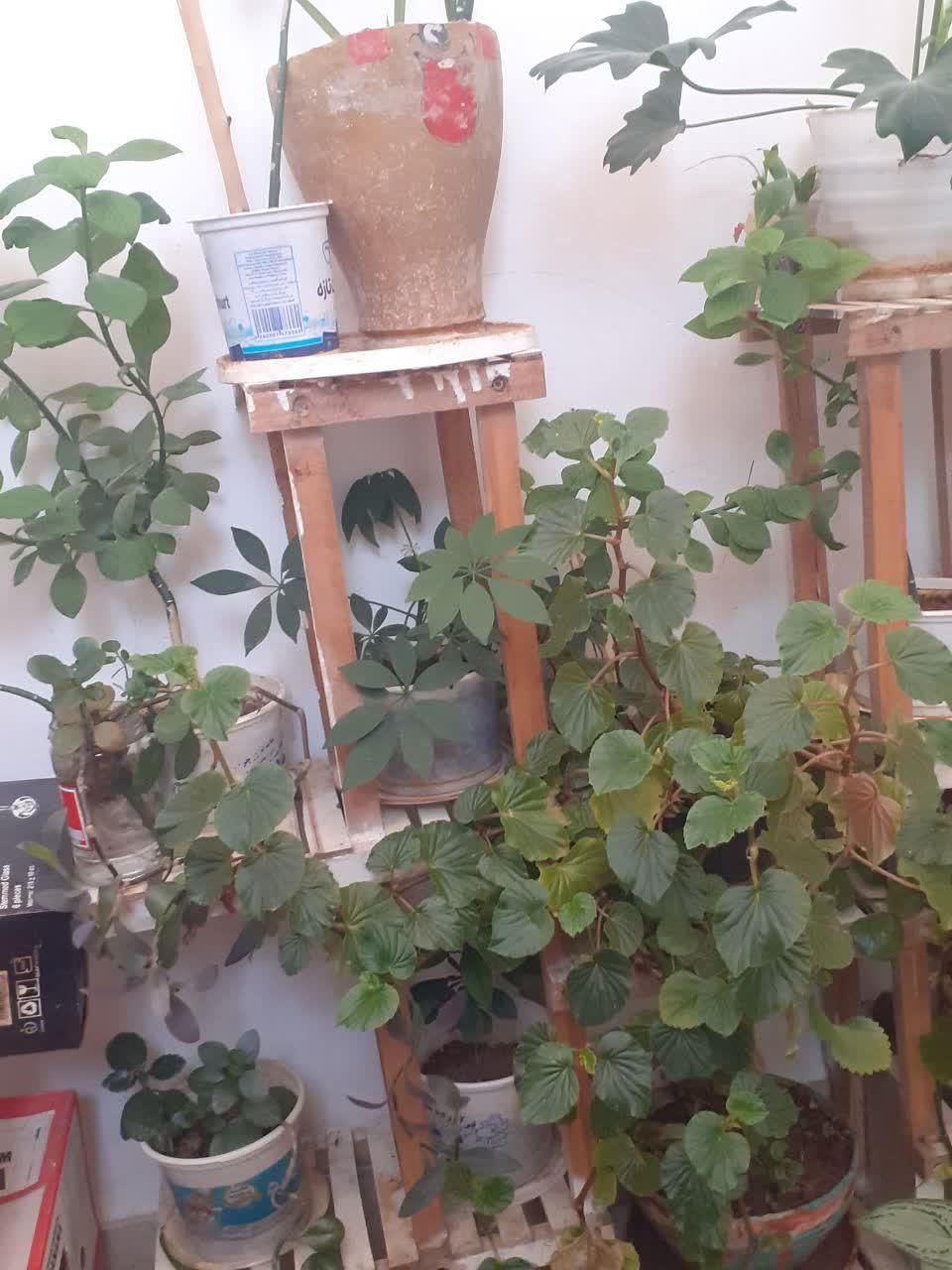 دوستداران گلهای بسیار زیباطبیعی آپارتمانی|گل و گیاه طبیعی|شهرکرد, |دیوار