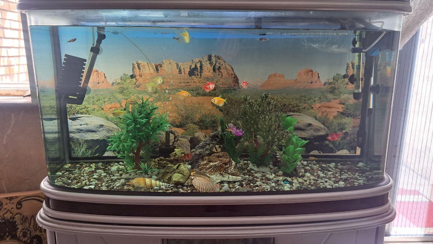 آکواریم و کمد|ماهی|مشهد, انقلاب|دیوار