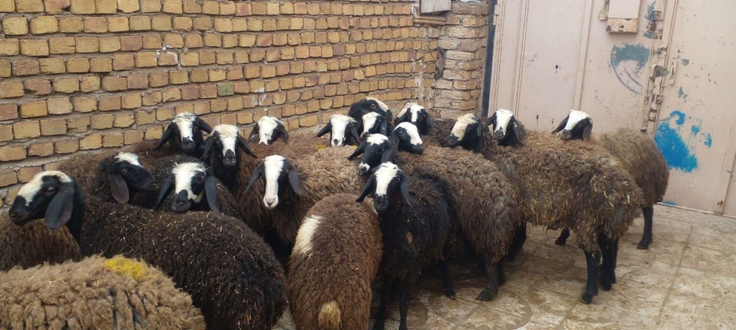 پر شیر .وزن گیری خیلی بالا.از همه نژادها بهتره|حیوانات مزرعه|کرمان, |دیوار