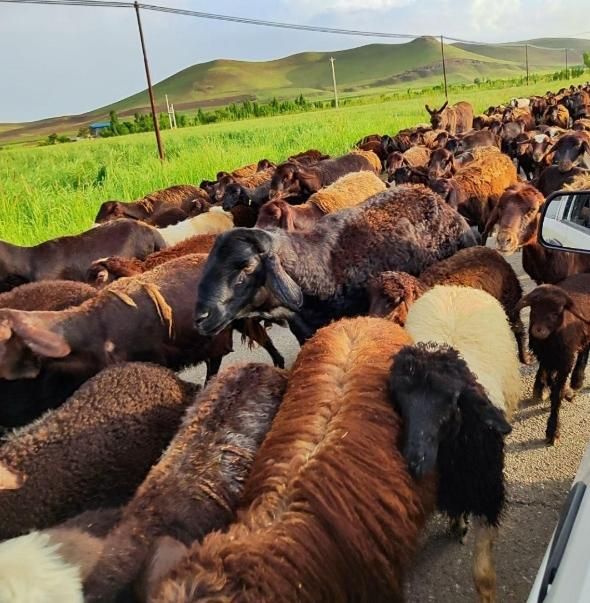 شیشک چاقالو|حیوانات مزرعه|قزوین, |دیوار