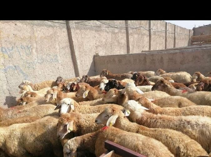 ازگل،ارم،اکبتان فروش گوسفندزنده|حیوانات مزرعه|تهران, استاد معین|دیوار