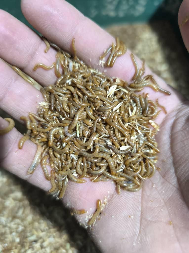 کرم میل ورم|لوازم جانبی حیوانات|شیراز, وصال|دیوار