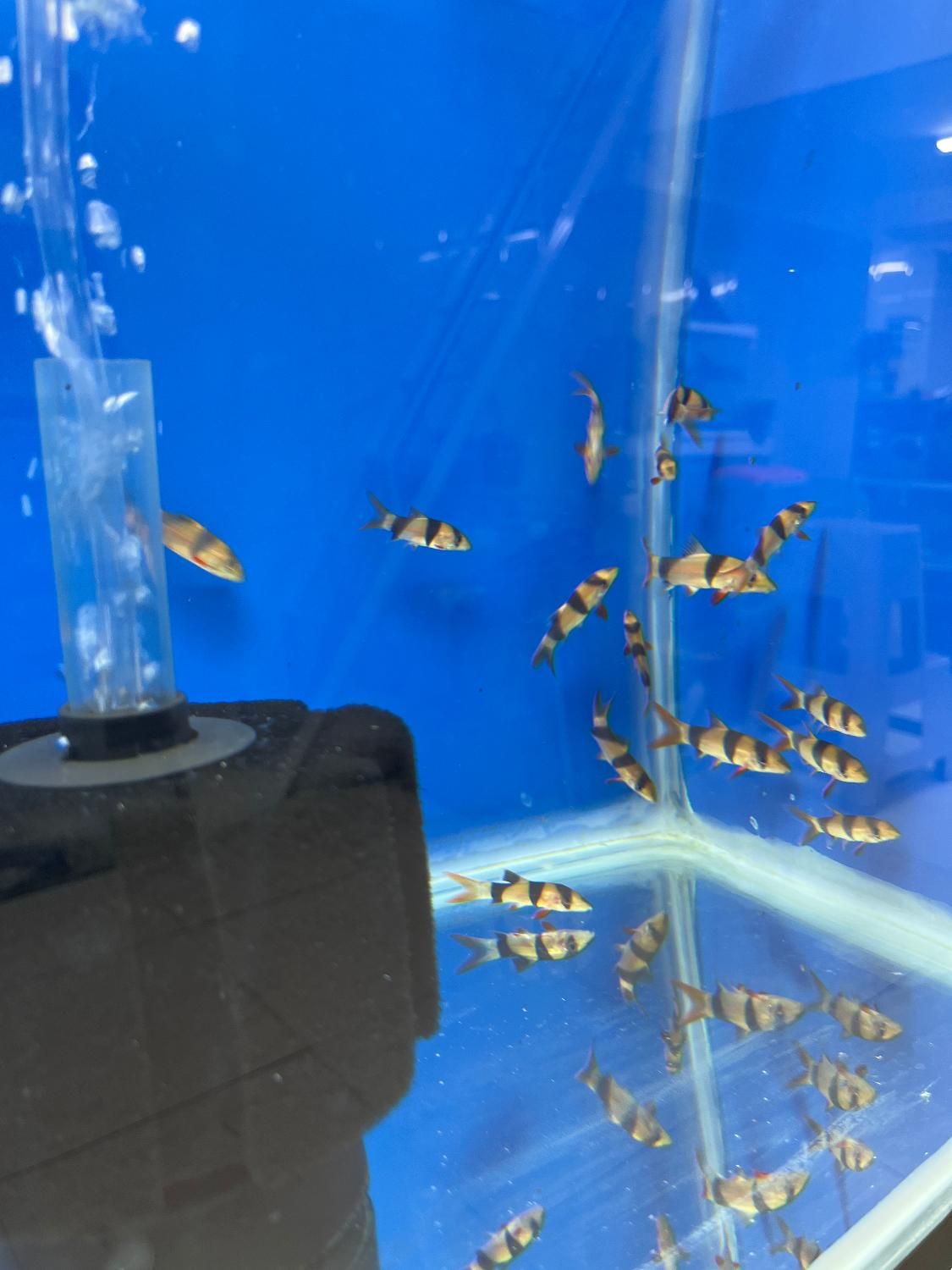 ماهی و آکواریوم و لوازم|ماهی|زنجان, |دیوار