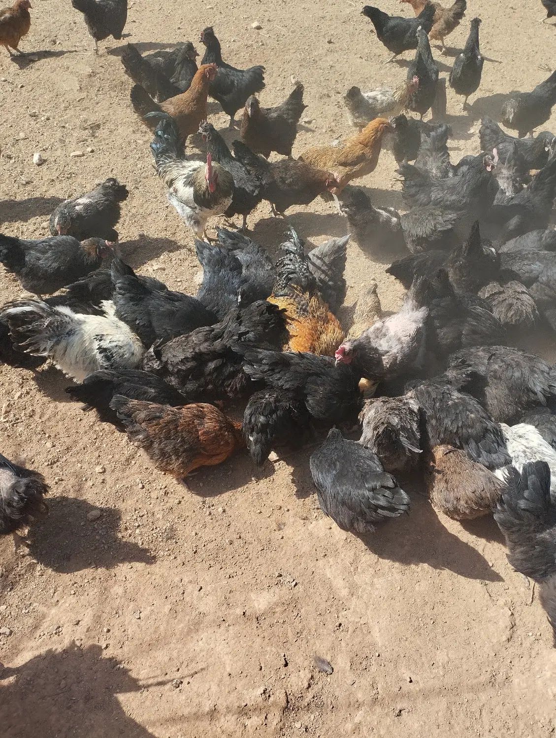 مرغ تخمگذار محلی - مزرعه روستایی+ هدیه مرغ و جوجه.|حیوانات مزرعه|شیراز, کودیان|دیوار