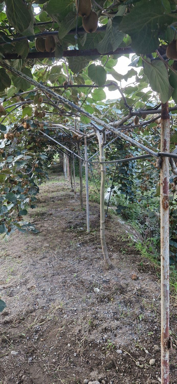 آبیاری قطره ای اتوماتیک|خدمات باغبانی و درختکاری|رشت, فرودگاه سردار جنگل رشت|دیوار