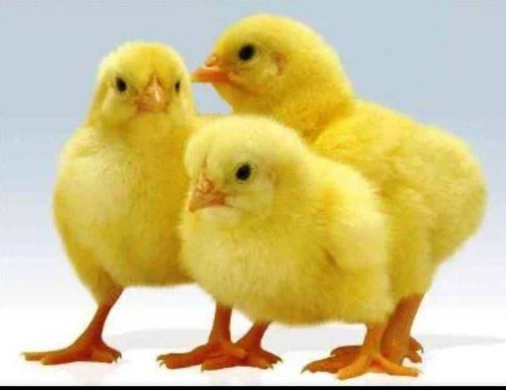کارگرد ساده مرغداری|استخدام صنعتی، فنی، مهندسی|لاهیجان, کوه بیجار|دیوار
