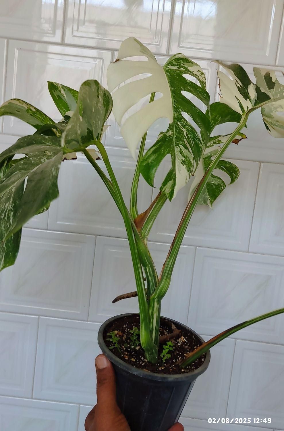 برگ انجیری ابلق/مانسترا ابلق/پنجه شیری ابلق|گل و گیاه طبیعی|سیستان, |دیوار